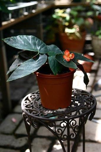 B. ‘Santa Maria’